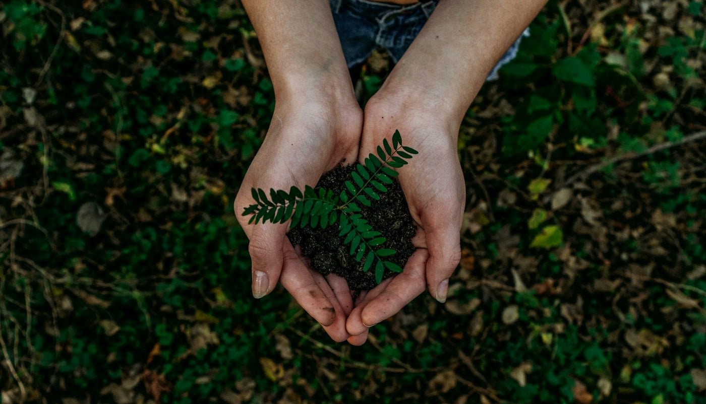 Hands cupping a small green plant growing out of dark soil, symbolizing sustainable business practices.