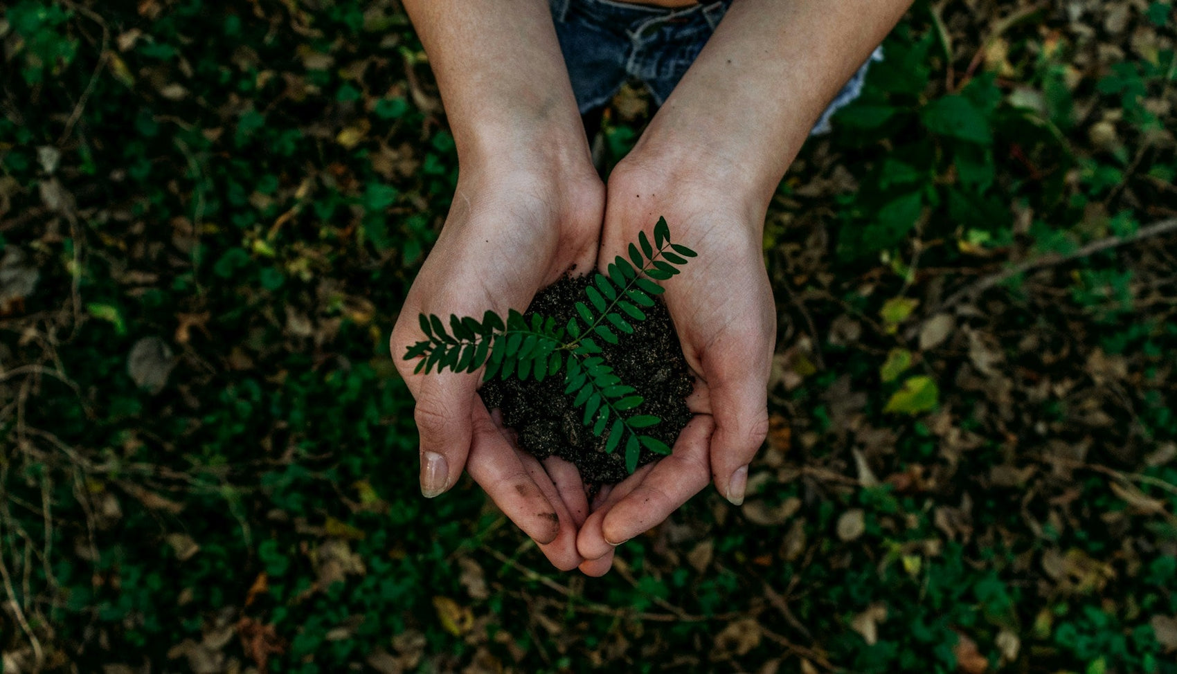 Hands cupping a small green plant growing out of dark soil, symbolizing sustainable business practices.